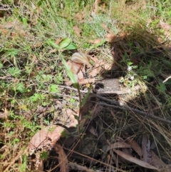 Diplodium coccinum at Captains Flat, NSW - suppressed