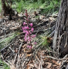 Dipodium roseum (Rosy Hyacinth Orchid) at Captains Flat, NSW - 9 Feb 2022 by MB