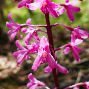 Dipodium roseum at Captains Flat, NSW - 9 Feb 2022