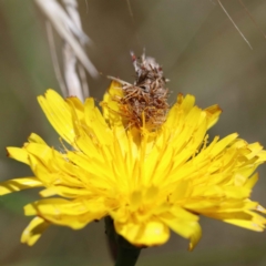 Heliocosma (genus - immature) (A tortrix or leafroller moth) at Blue Gum Point to Attunga Bay - 3 Feb 2022 by ConBoekel