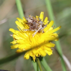 Heliocosma (genus - immature) at Blue Gum Point to Attunga Bay - 3 Feb 2022