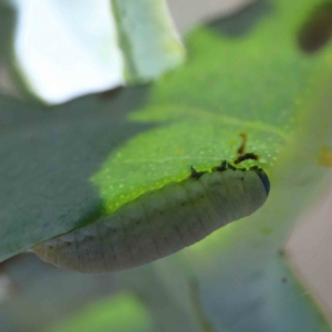 Paropsisterna m-fuscum at Yarralumla, ACT - 3 Feb 2022