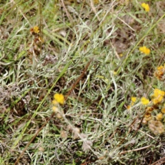 Chrysocephalum apiculatum (Common Everlasting) at Yarralumla, ACT - 3 Feb 2022 by ConBoekel