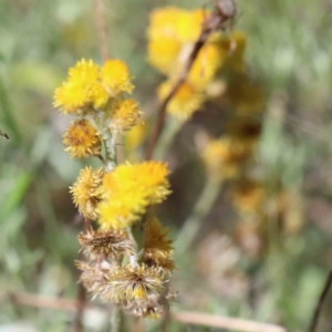 Chrysocephalum apiculatum at Yarralumla, ACT - 3 Feb 2022 11:04 AM