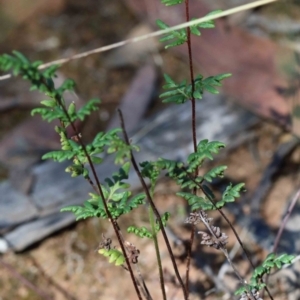 Cheilanthes sieberi subsp. sieberi at Yarralumla, ACT - 3 Feb 2022