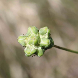 Sanguisorba minor at Yarralumla, ACT - 3 Feb 2022 10:54 AM