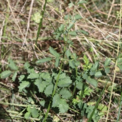 Sanguisorba minor at Yarralumla, ACT - 3 Feb 2022