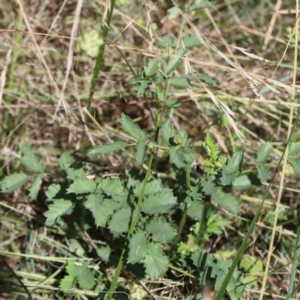 Sanguisorba minor at Yarralumla, ACT - 3 Feb 2022 10:54 AM