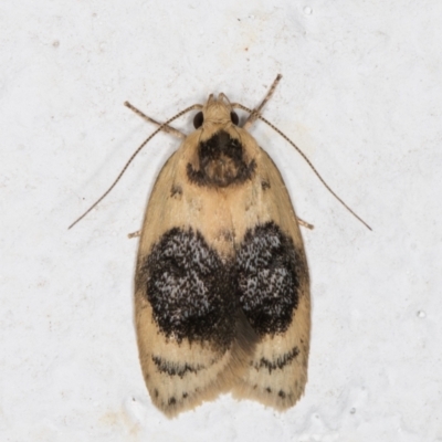 Garrha ocellifera (A concealer moth) at Melba, ACT - 13 Dec 2021 by kasiaaus