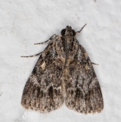 Spectrotrota fimbrialis (A Pyralid moth) at Melba, ACT - 13 Dec 2021 by kasiaaus