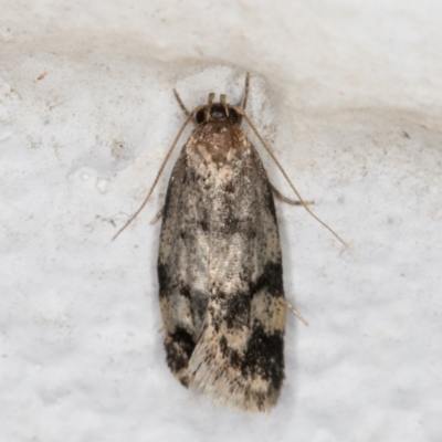 Barea (genus) (A concealer moth) at Melba, ACT - 13 Dec 2021 by kasiaaus