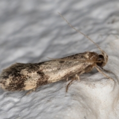 Barea (genus) at Melba, ACT - 13 Dec 2021