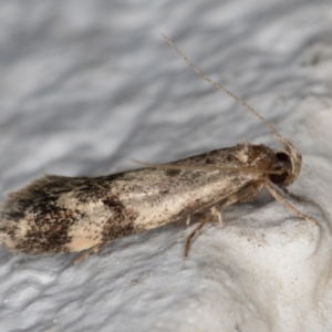 Barea (genus) at Melba, ACT - 13 Dec 2021 10:08 PM