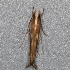 Erechthias acontistes (A Clothes moth (Tineidae)) at Melba, ACT - 13 Dec 2021 by kasiaaus