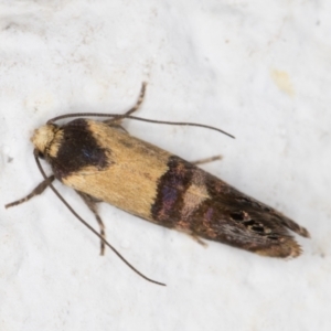 Eupselia satrapella and similar species at Melba, ACT - 14 Dec 2021