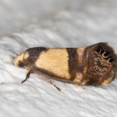 Eupselia satrapella and similar species at Melba, ACT - 14 Dec 2021