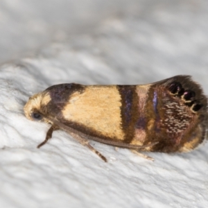 Eupselia satrapella and similar species at Melba, ACT - 14 Dec 2021