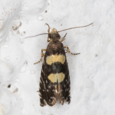 Glyphipterix chrysoplanetis (A Sedge Moth) at Melba, ACT - 14 Dec 2021 by kasiaaus