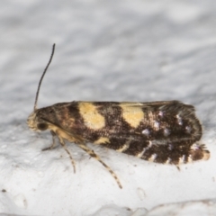 Glyphipterix chrysoplanetis at Melba, ACT - 14 Dec 2021 08:58 PM