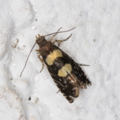 Glyphipterix chrysoplanetis at Melba, ACT - 14 Dec 2021 08:58 PM