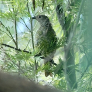 Ptilonorhynchus violaceus at Aranda, ACT - 9 Feb 2022