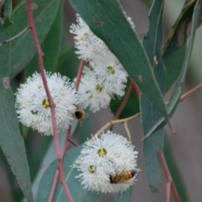 Eucalyptus macrorhyncha (Red Stringybark) at Aranda, ACT - 9 Feb 2022 by KMcCue