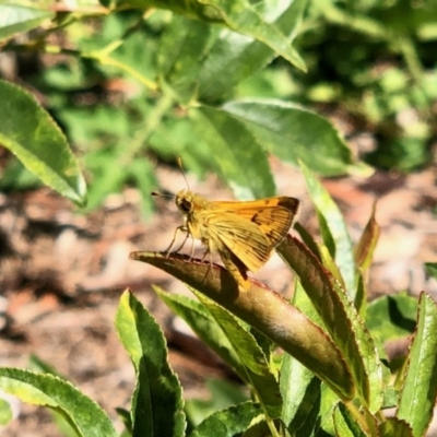 Ocybadistes walkeri (Green Grass-dart) at Aranda, ACT - 9 Feb 2022 by KMcCue