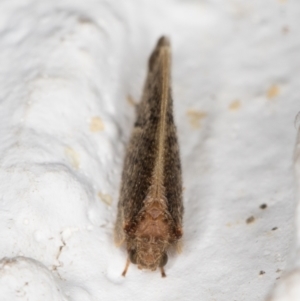 Hemerobiidae sp. (family) at Melba, ACT - 14 Dec 2021