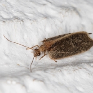 Hemerobiidae sp. (family) at Melba, ACT - 14 Dec 2021