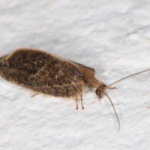 Hemerobiidae sp. (family) at Melba, ACT - 14 Dec 2021