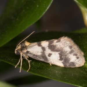 Anestia (genus) at Melba, ACT - 14 Dec 2021