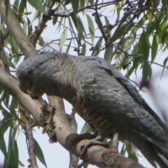 Callocephalon fimbriatum (Gang-gang Cockatoo) at Namadgi National Park - 9 Feb 2022 by Christine