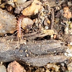 Lithobiomorpha (order) at Lyneham, ACT - 10 Feb 2022 11:53 AM