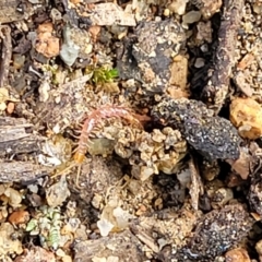 Lithobiomorpha (order) at Lyneham, ACT - 10 Feb 2022 11:53 AM