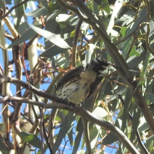 Pyrrholaemus sagittatus at Stromlo, ACT - 10 Feb 2022