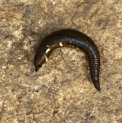 Hirudinidae sp. (family) (A Striped Leech) at Googong, NSW - 10 Feb 2022 by SteveBorkowskis