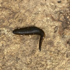 Hirudinidae sp. (family) at Googong, NSW - 10 Feb 2022 11:45 AM