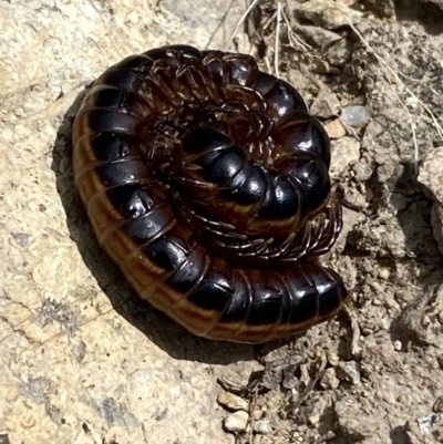 Gigantowales chisholmi (A millepede) at Googong, NSW - 10 Feb 2022 by SteveBorkowskis