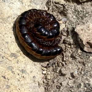 Gigantowales chisholmi at Googong, NSW - 10 Feb 2022