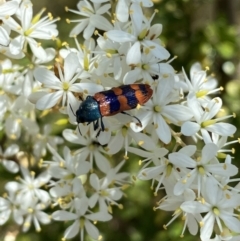 Castiarina crenata (Jewel beetle) at Googong, NSW - 9 Feb 2022 by Steve_Bok