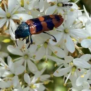 Castiarina crenata at Googong, NSW - 10 Feb 2022