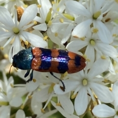 Castiarina crenata at Googong, NSW - 10 Feb 2022