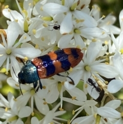 Castiarina crenata at Googong, NSW - 10 Feb 2022