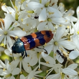 Castiarina crenata at Googong, NSW - 10 Feb 2022