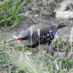 Stagonopleura guttata (Diamond Firetail) at Stromlo, ACT - 9 Feb 2022 by HelenCross