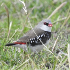 Stagonopleura guttata at Stromlo, ACT - 10 Feb 2022