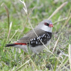 Stagonopleura guttata at Stromlo, ACT - suppressed