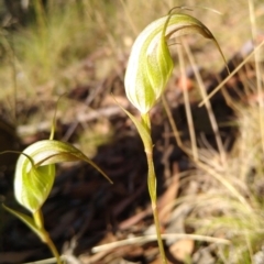 Diplodium reflexum (Dainty Greenhood) at Gundaroo, NSW - 9 Feb 2022 by MaartjeSevenster