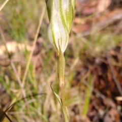 Diplodium reflexum at Gundaroo, NSW - suppressed