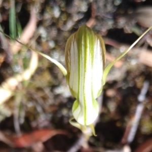 Diplodium reflexum at Gundaroo, NSW - suppressed